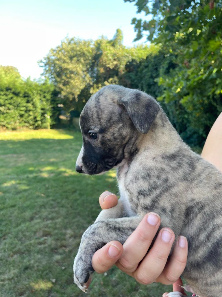 du val de montserrat - Chiot disponible  - Whippet