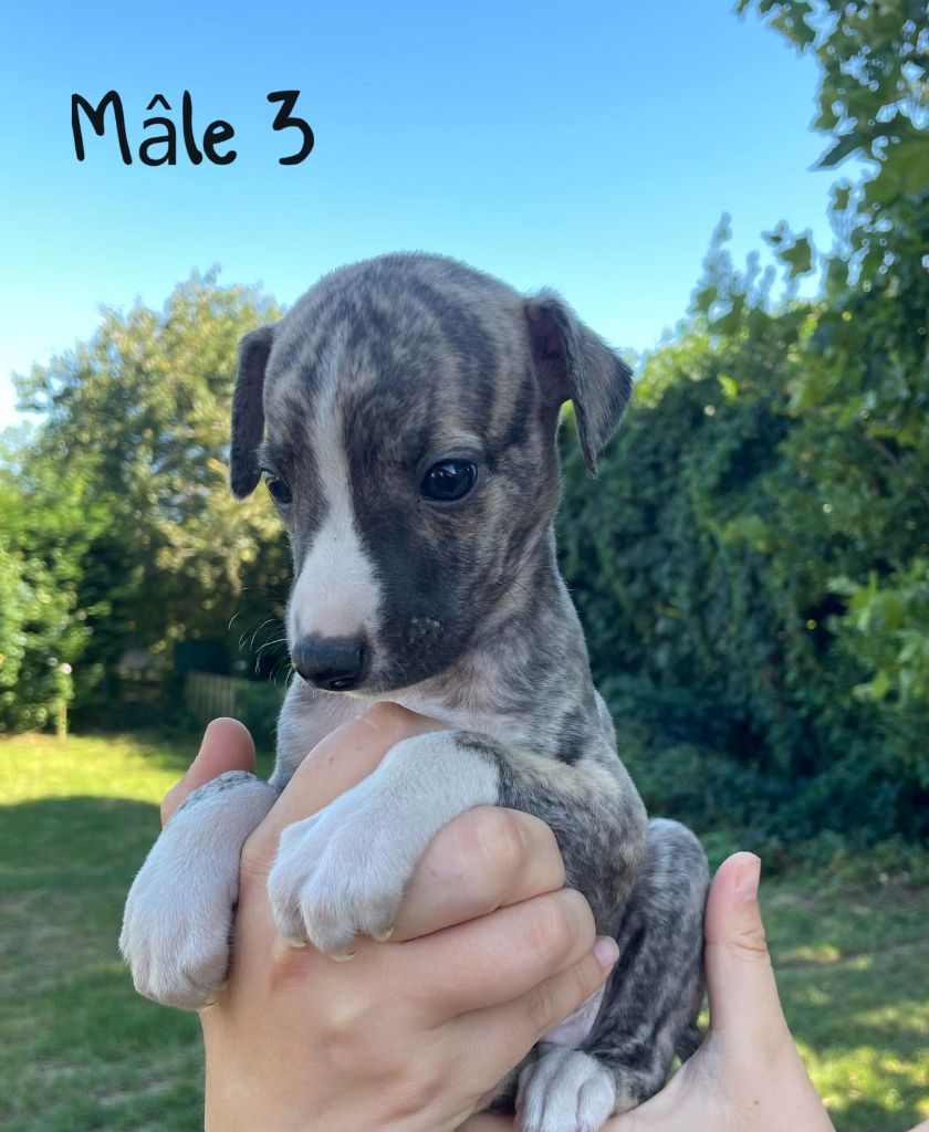 du val de montserrat - Chiot disponible  - Whippet