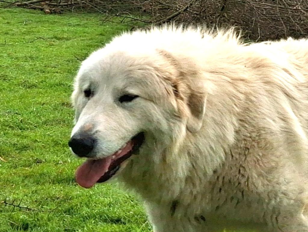 Uschma du val de montserrat