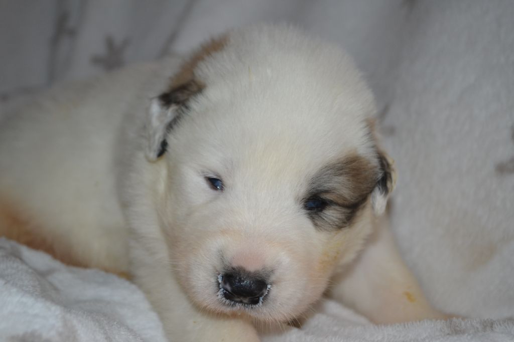 du val de montserrat - Chiots disponibles - Chien de Montagne des Pyrenees