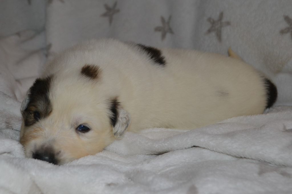 du val de montserrat - Chiots disponibles - Chien de Montagne des Pyrenees