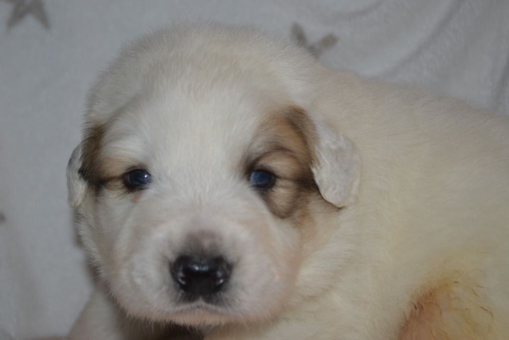 du val de montserrat - Chiots disponibles - Chien de Montagne des Pyrenees