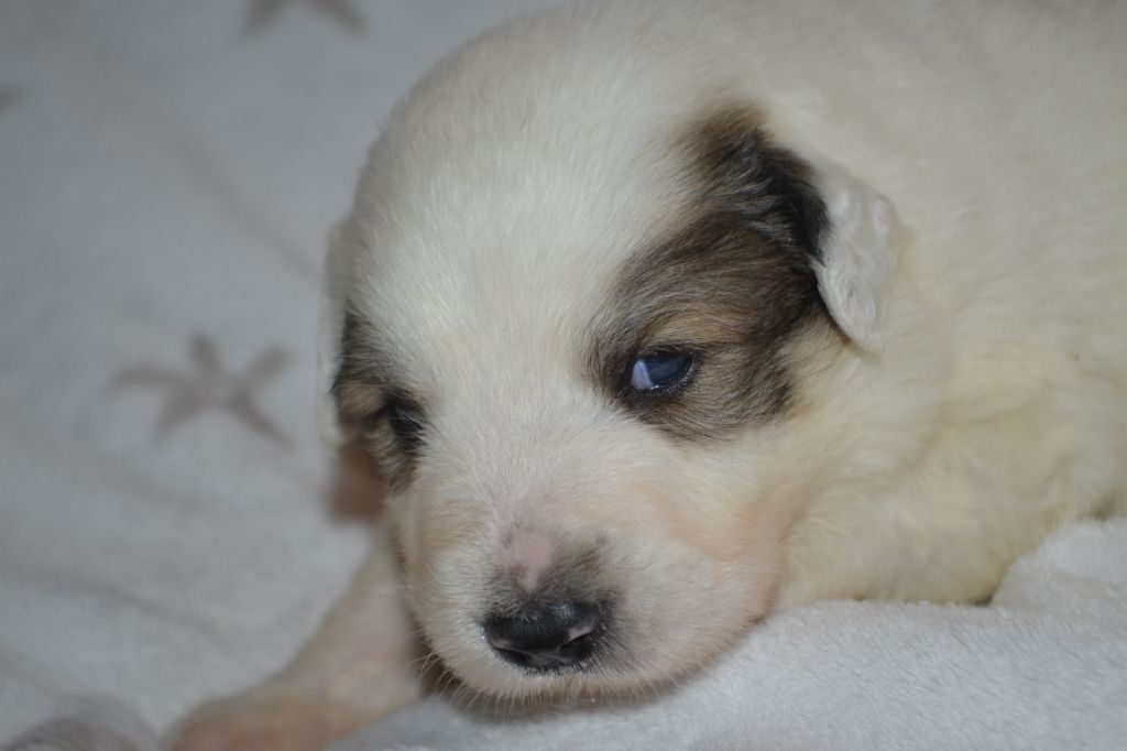 du val de montserrat - Chiots disponibles - Chien de Montagne des Pyrenees