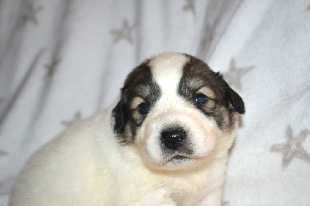 du val de montserrat - Chiots disponibles - Chien de Montagne des Pyrenees