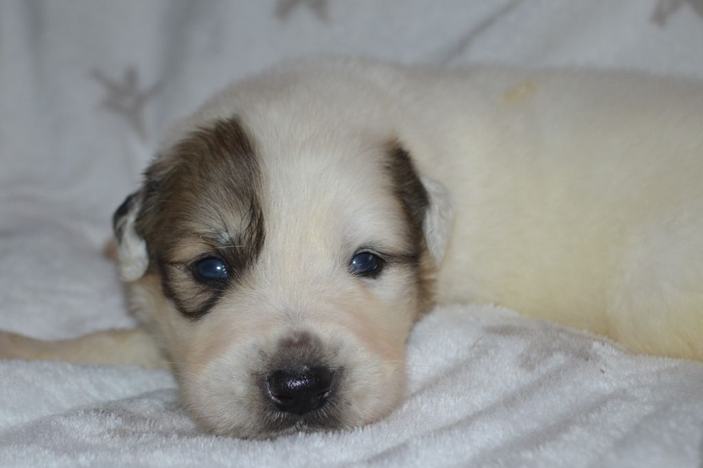 du val de montserrat - Chiots disponibles - Chien de Montagne des Pyrenees