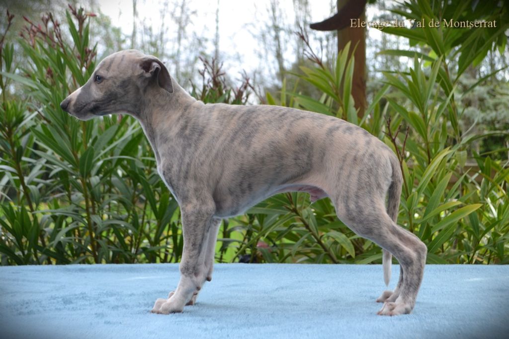 du val de montserrat - Whippet - Portée née le 26/08/2019
