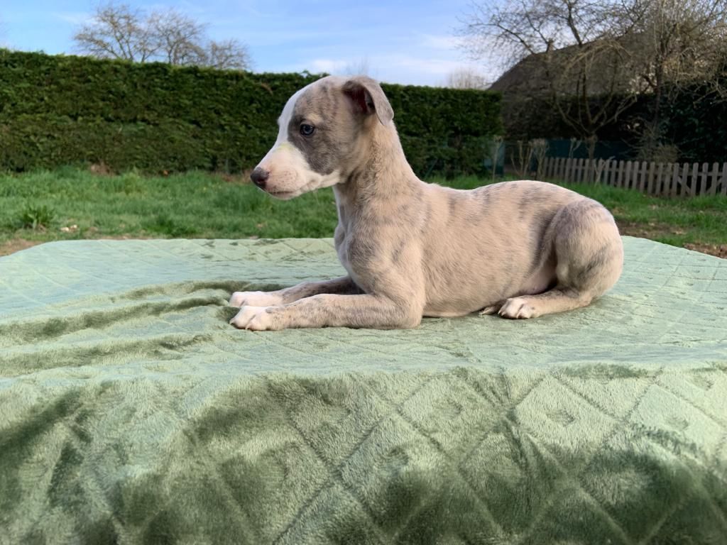 du val de montserrat - Whippet - Portée née le 31/01/2023