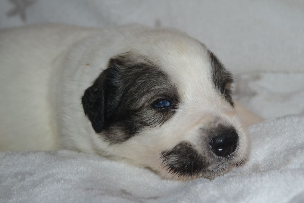 du val de montserrat - Chiots disponibles - Chien de Montagne des Pyrenees