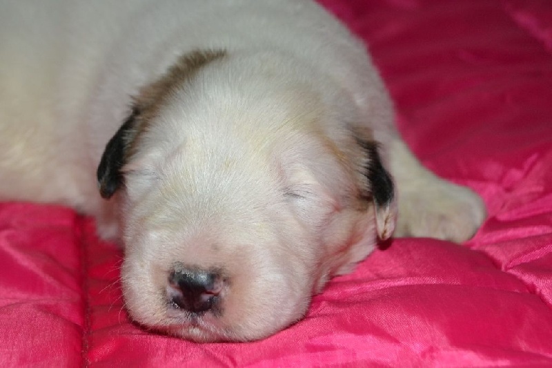 du val de montserrat - Chien de Montagne des Pyrenees - Portée née le 17/11/2014